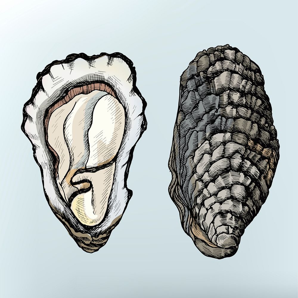 Hand drawn oyster salt-water bivalve