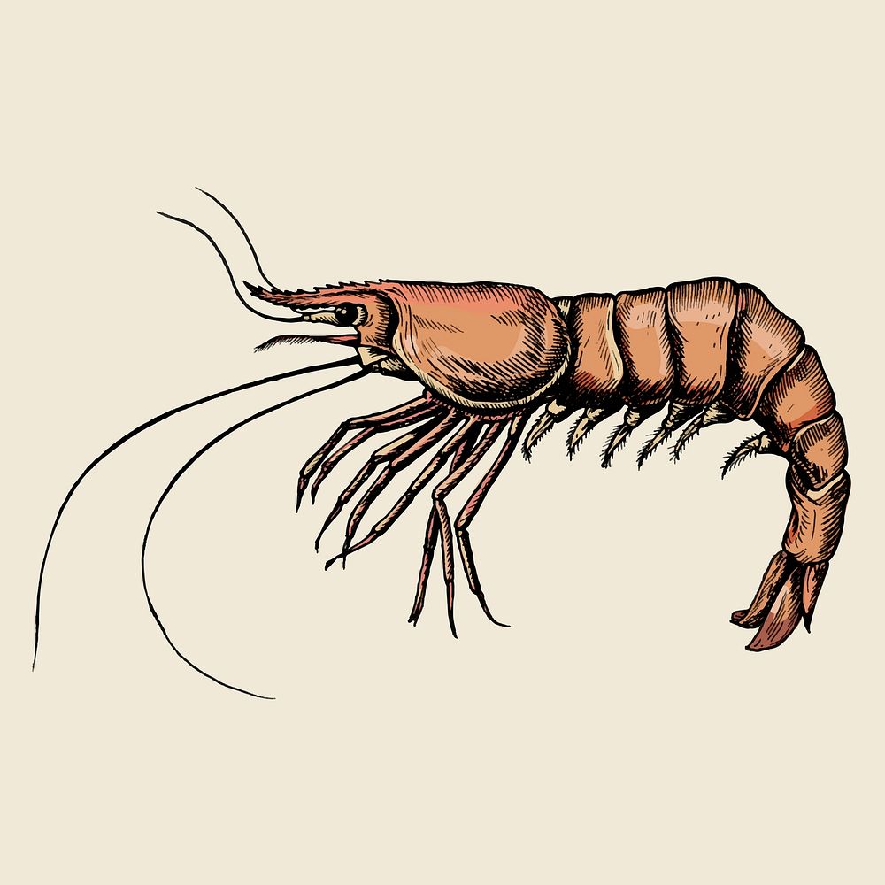 Hand drawn shrimp isolated