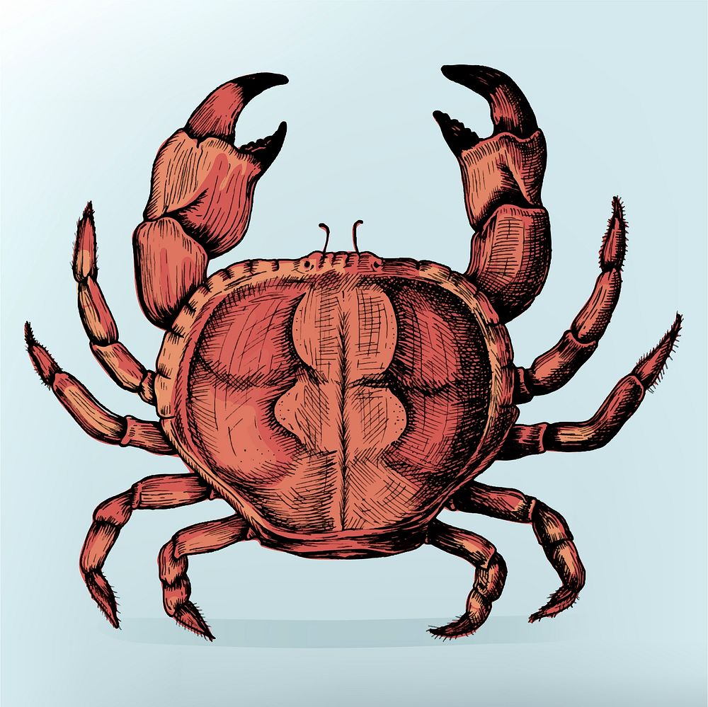 Hand drawn crab isolated