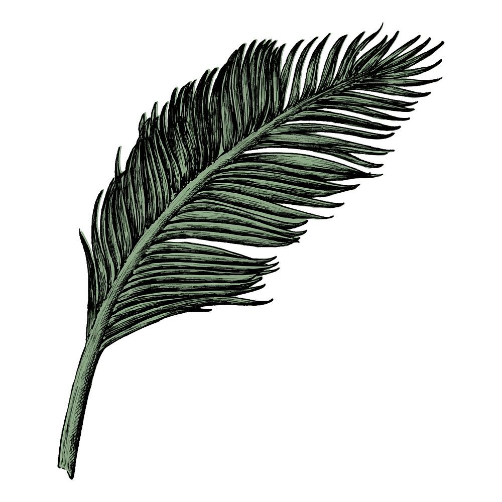 Hand drawn palm leaf