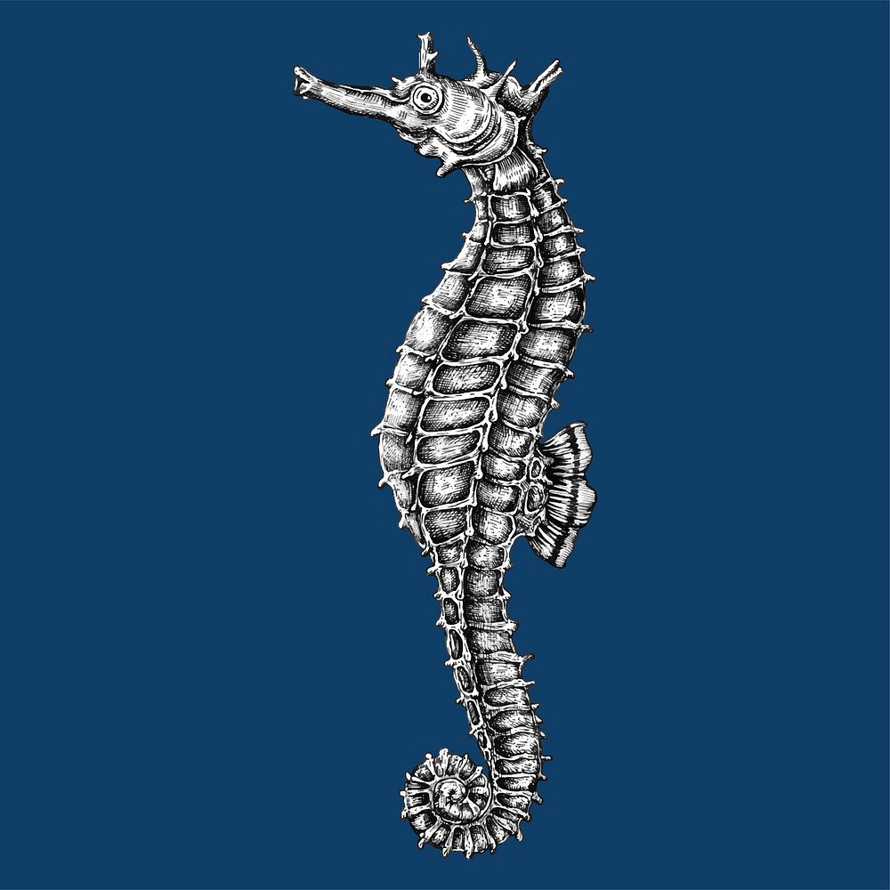 Hand drawn seahorse isolated