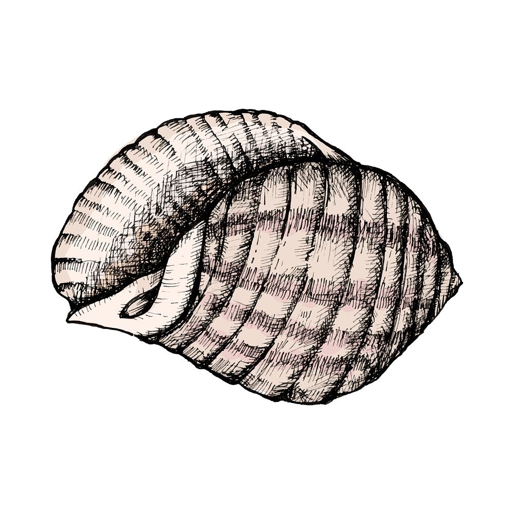 Hand drawn conch shell isolated
