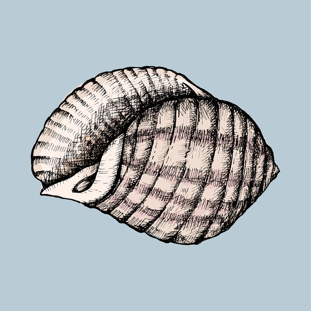 Hand drawn conch shell isolated