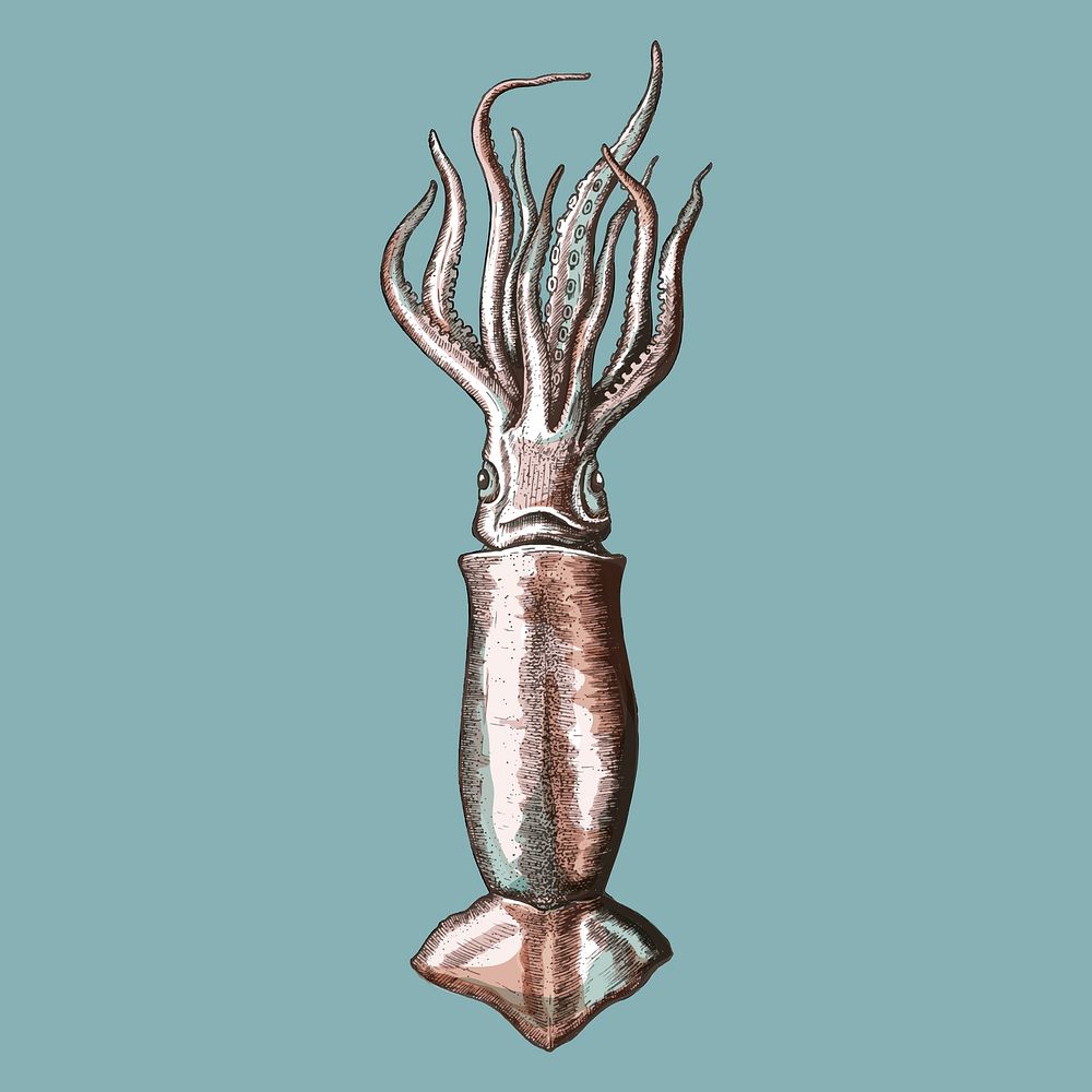 Hand drawn squid isolated