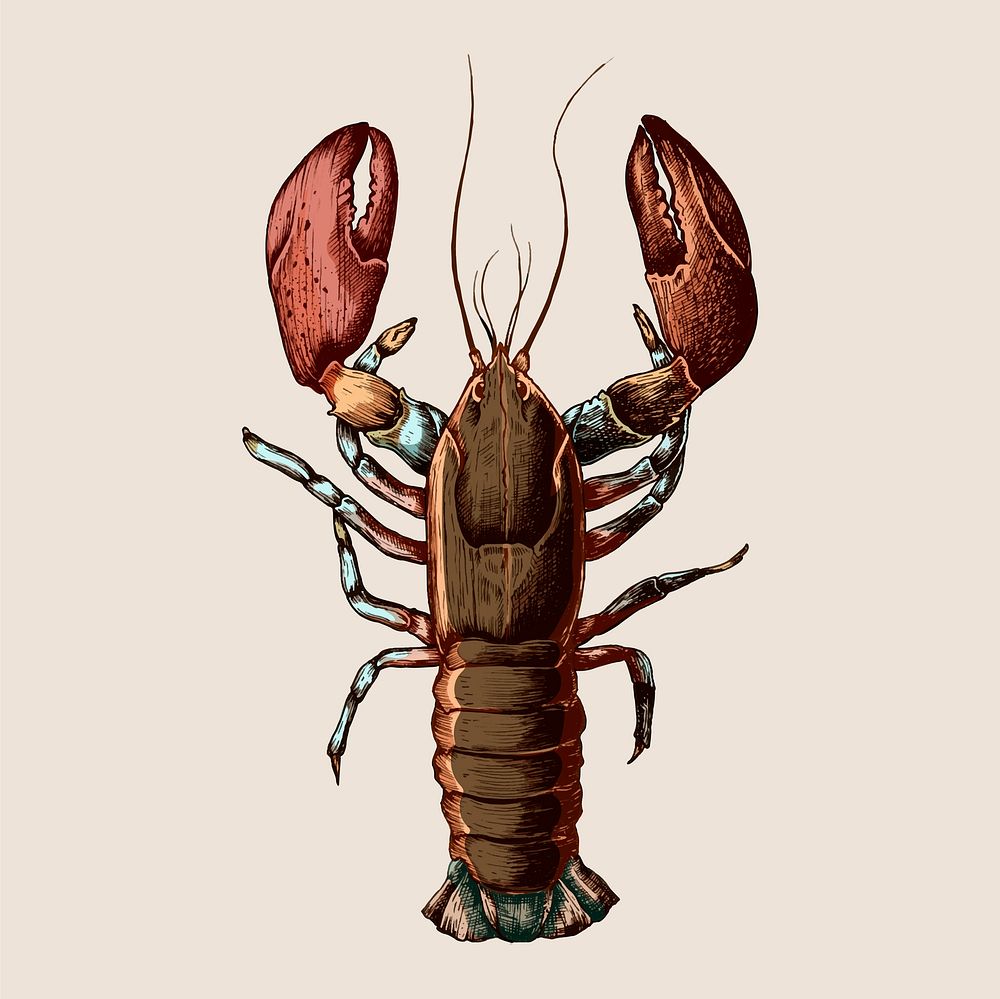 Hand drawn lobster isolated