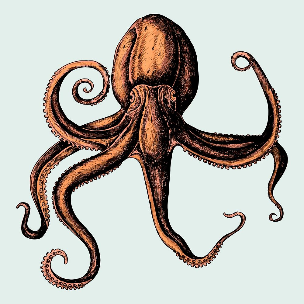 Hand drawn octopus isolated