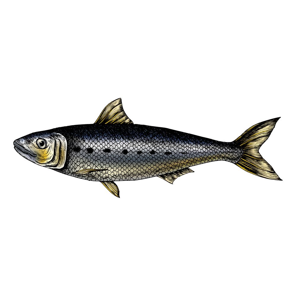 Hand drawn sardine fish