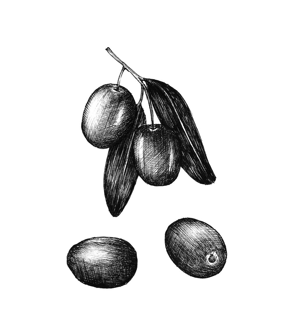 Hand drawn olives