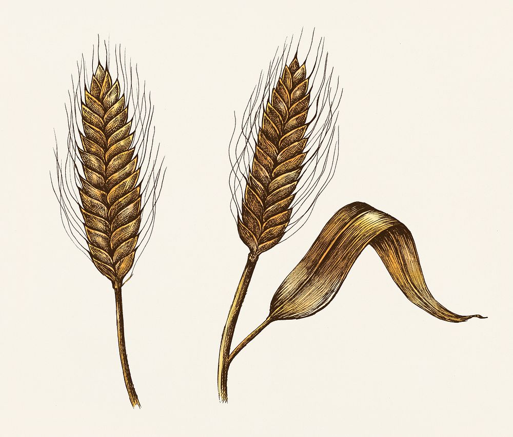 Golden wheat illustration in retro style