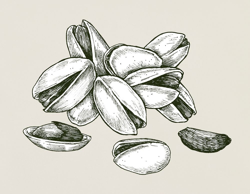 Hand drawn pistachio isolated