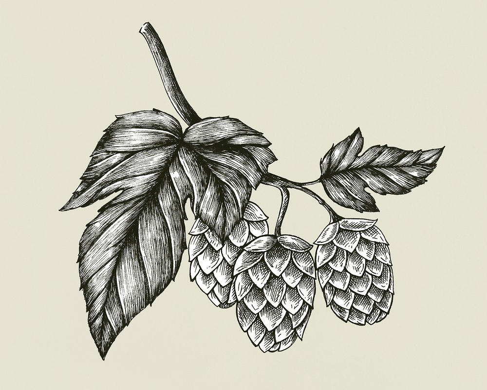 Hand-drawn hops, flavoring and stability agent in beer