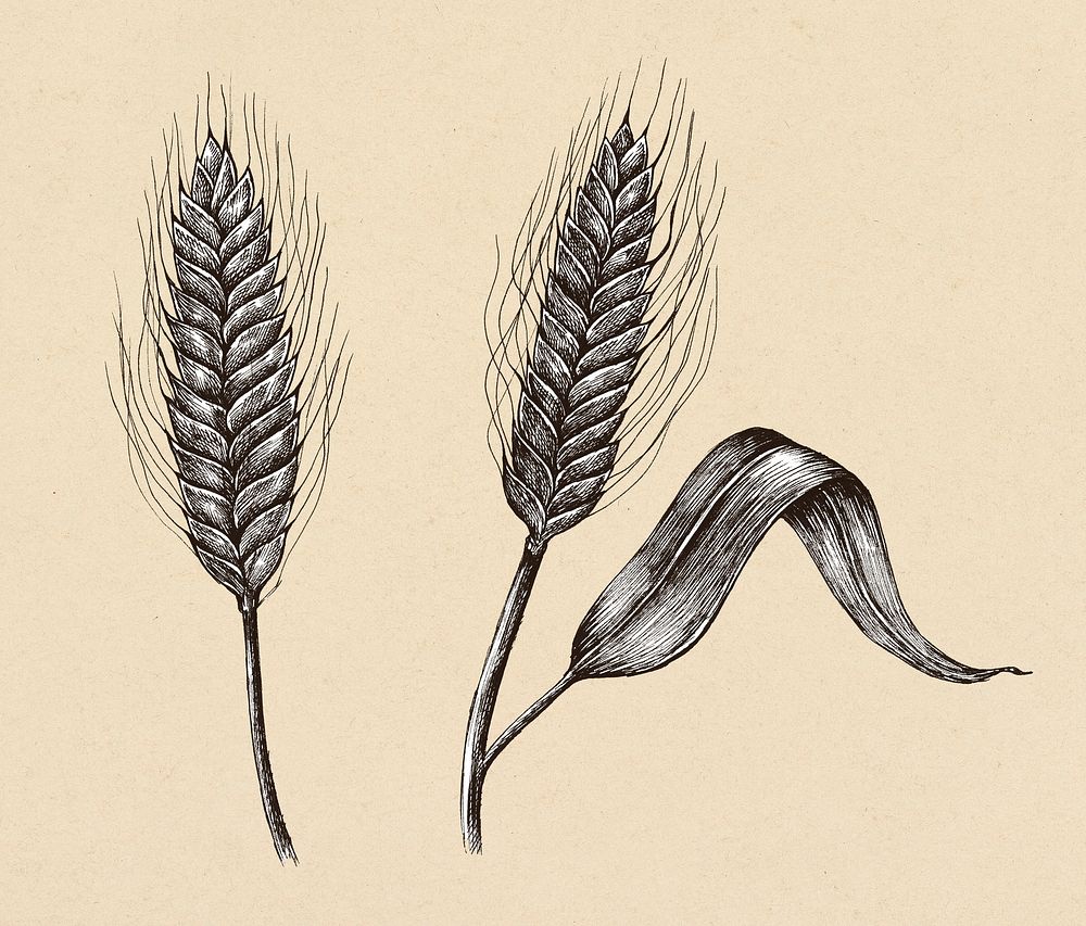 Hand-drawn barley cereal grain