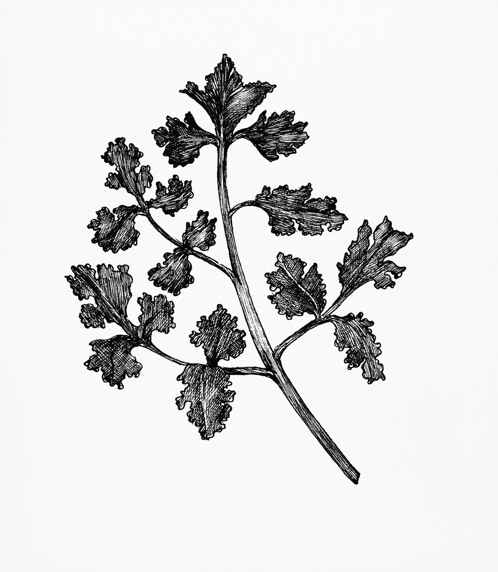 Hand-drawn fresh coriander isolated