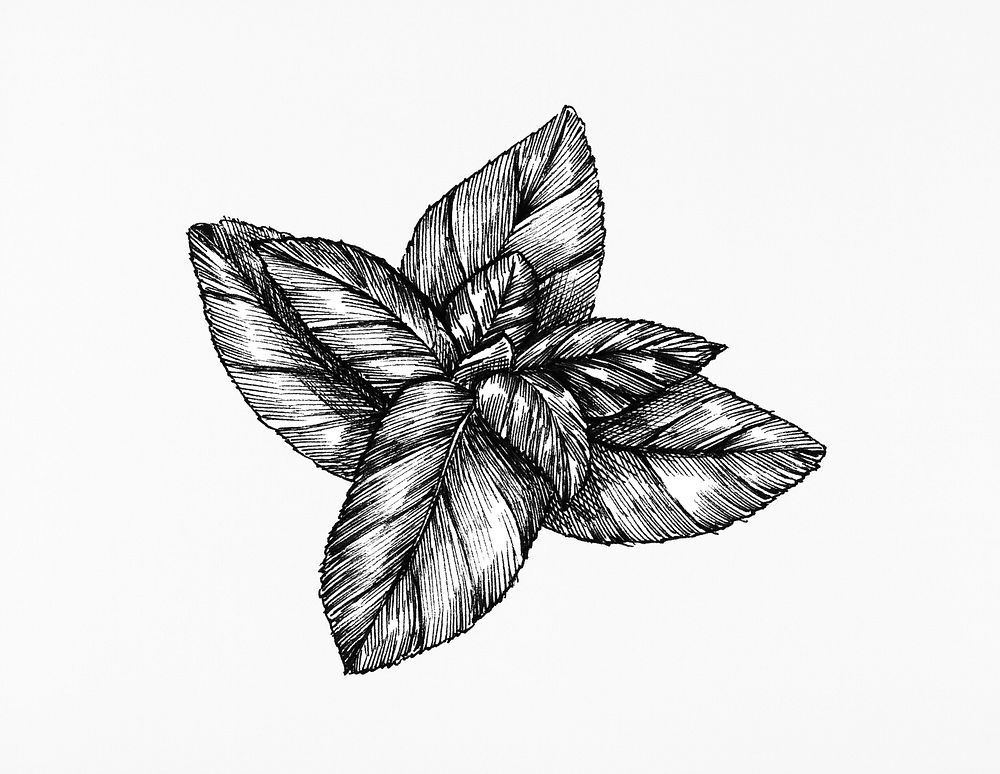 Hand-drawn basil leaf isolated on white background