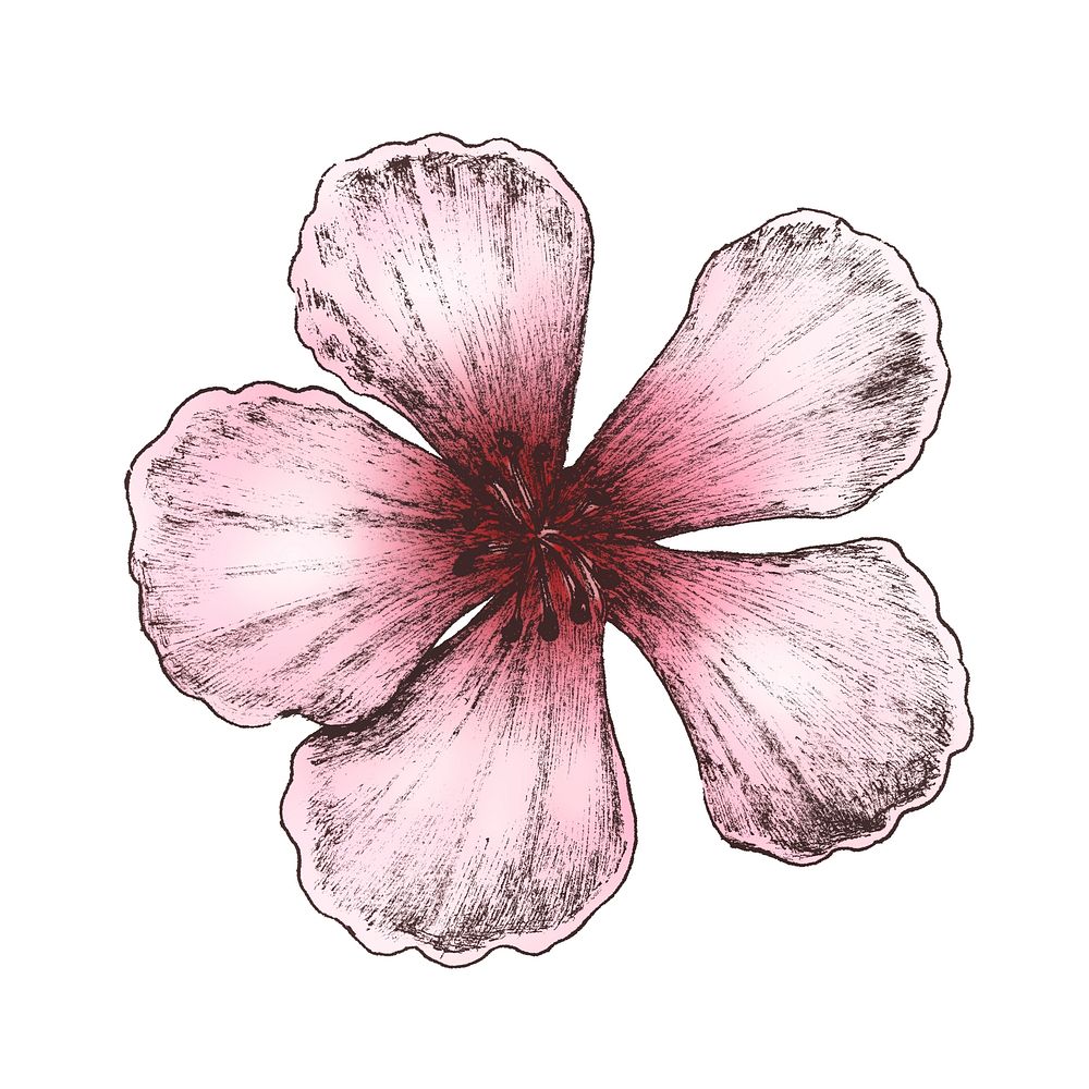 Hand drawn of sakura flower