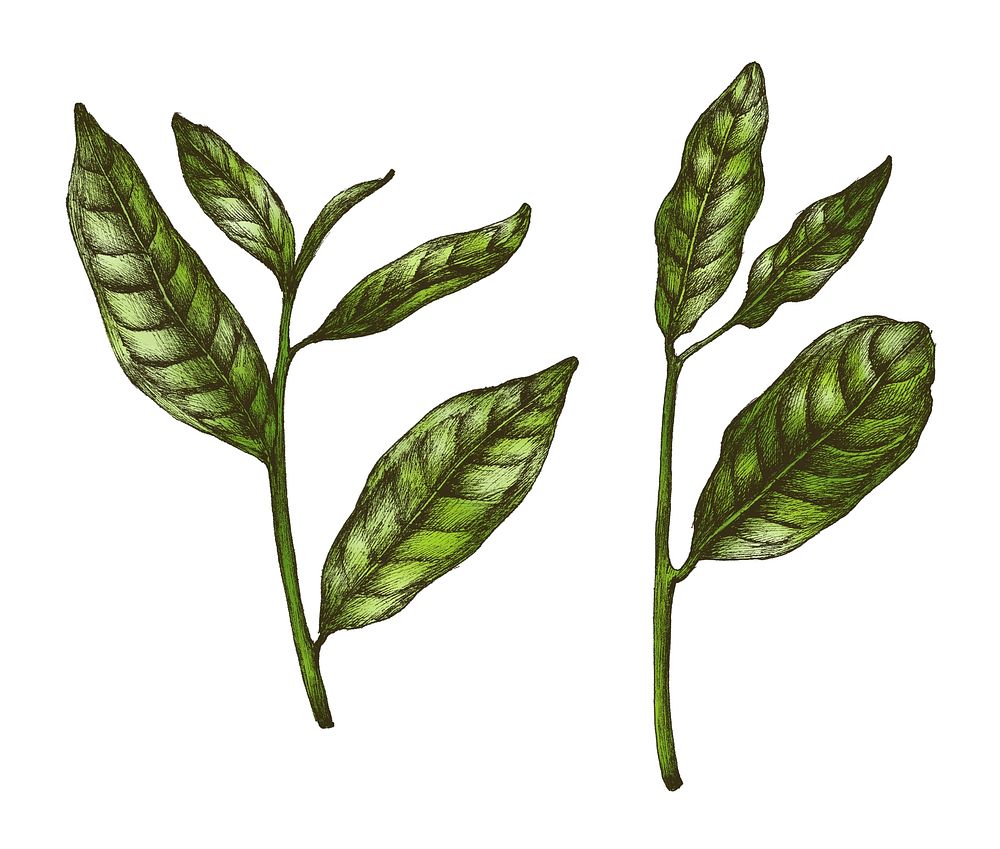 Hand drawn fresh green tea leaf