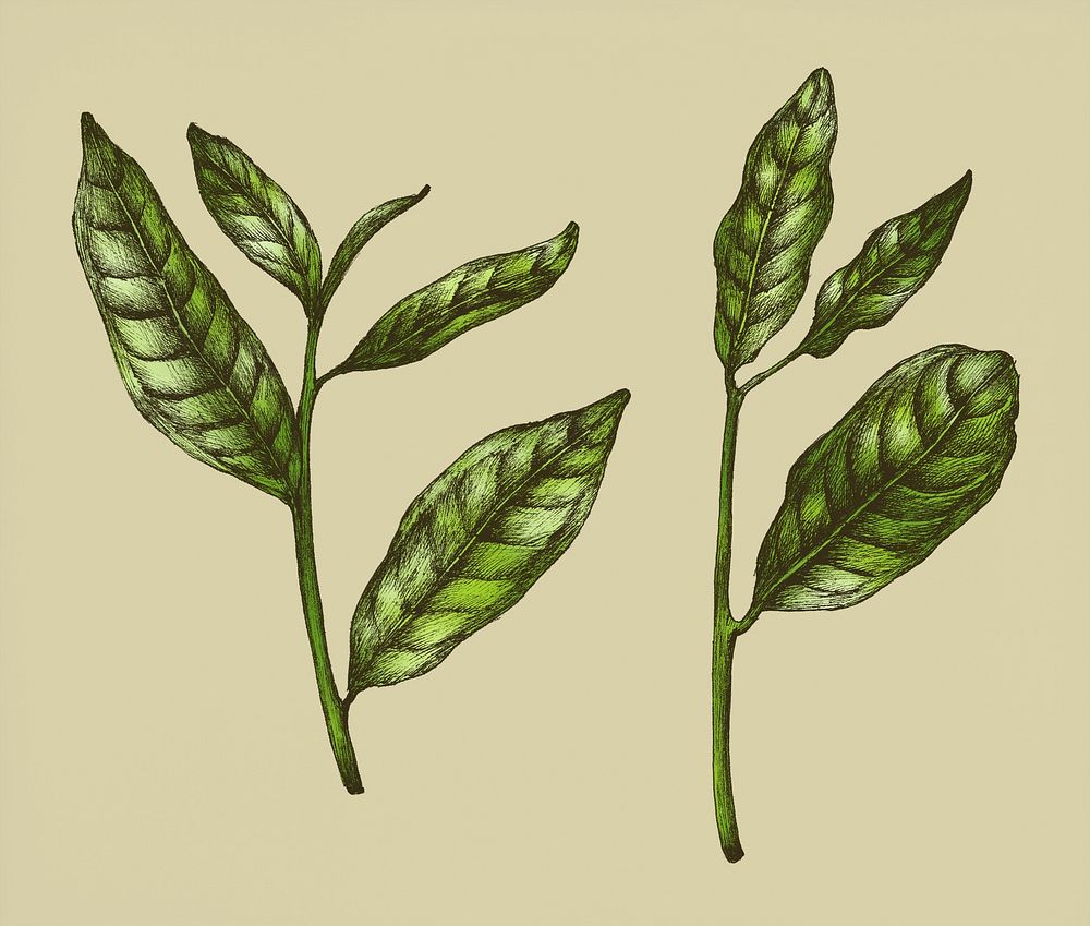 Hand drawn fresh green tea leaf