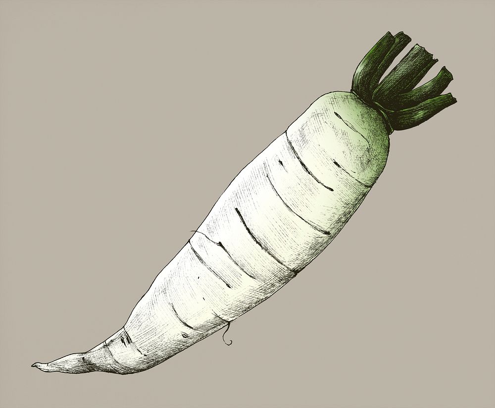 Hand drawn daikon Chinese radish