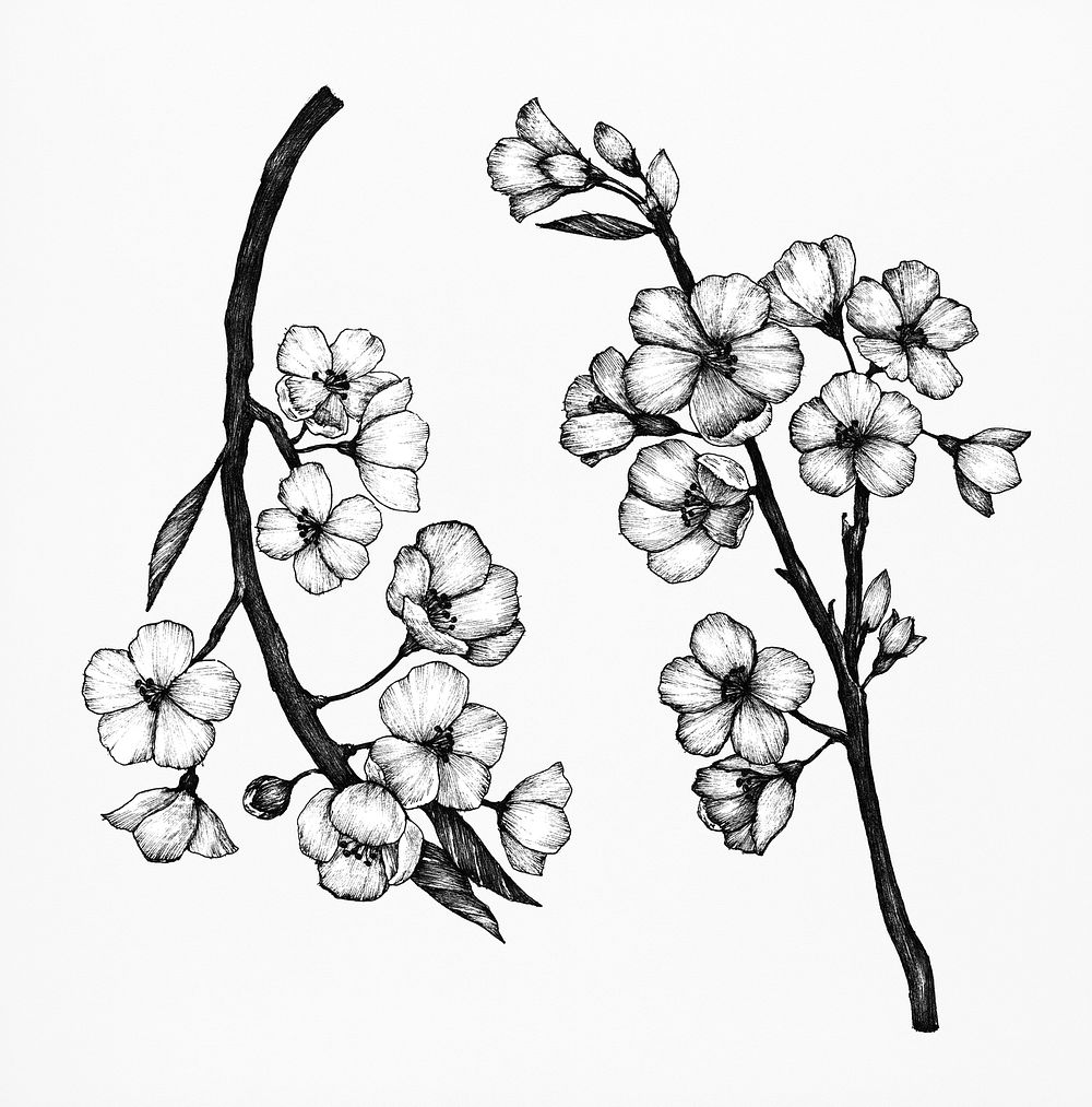 Hand drawn of sakura flower