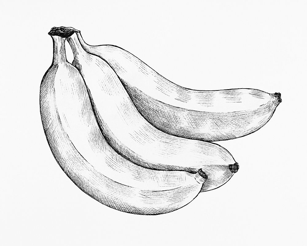Three hand drawn fresh bananas