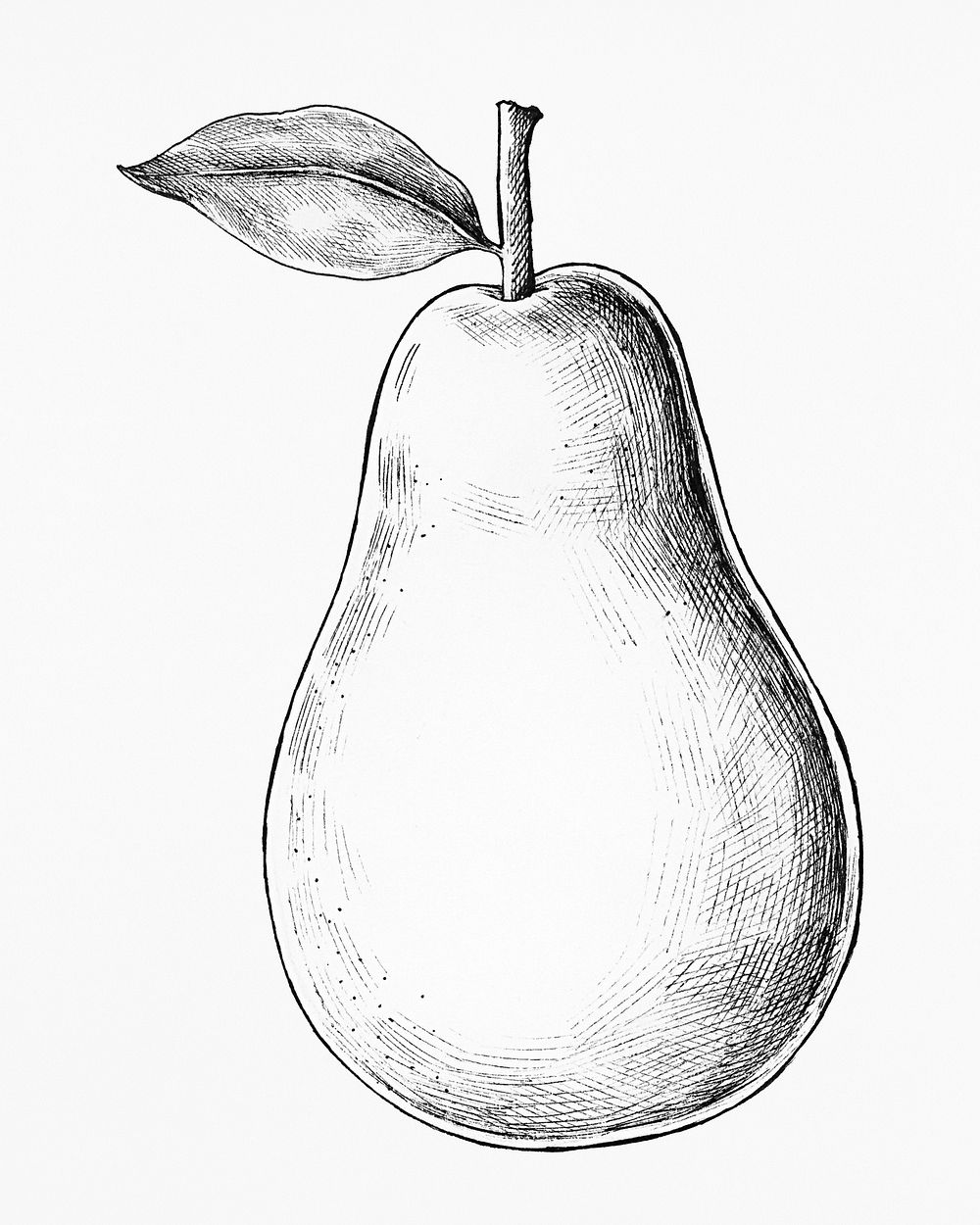 Hand drawn fresh pear fruit
