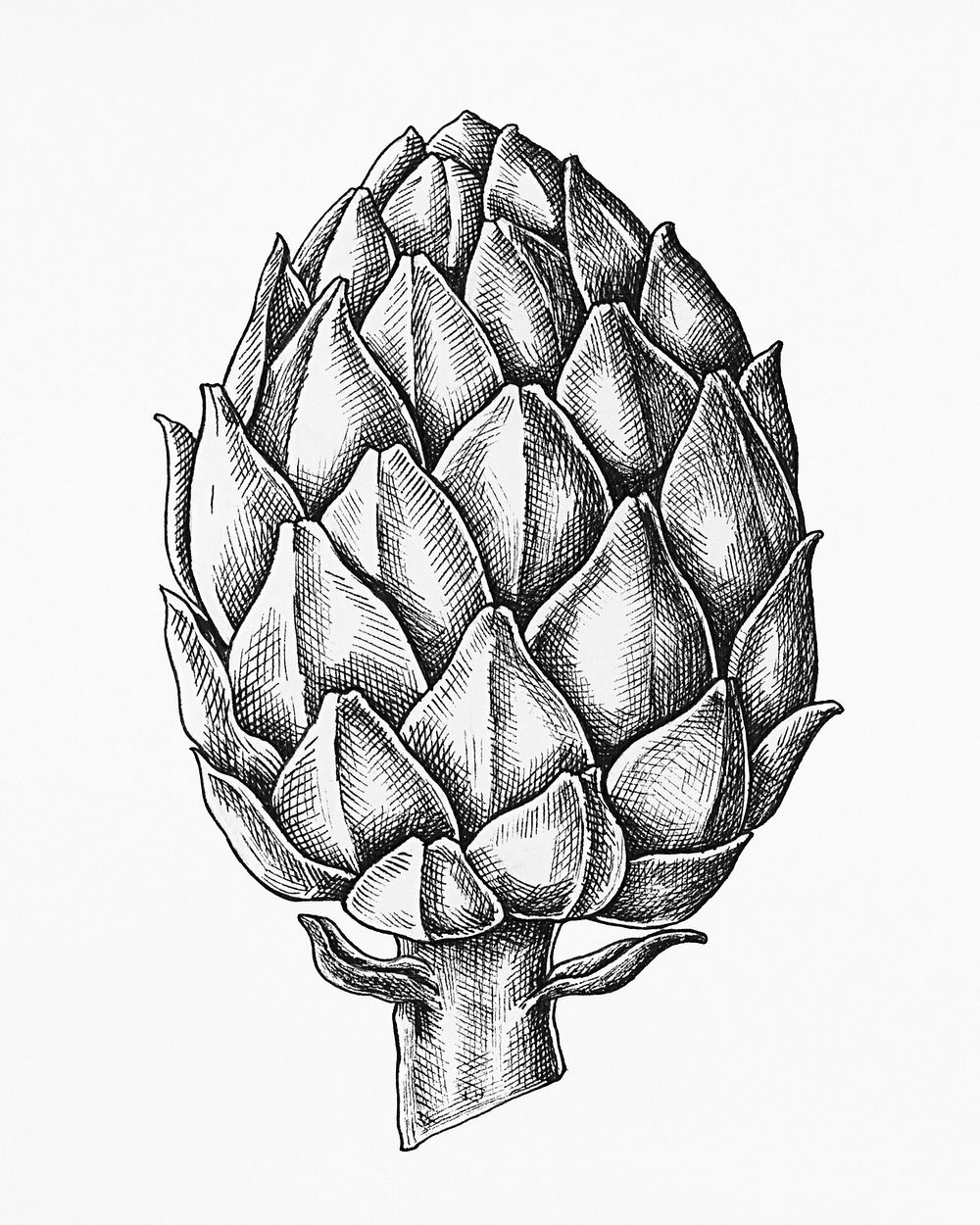 Hand drawn fresh artichoke in black and white