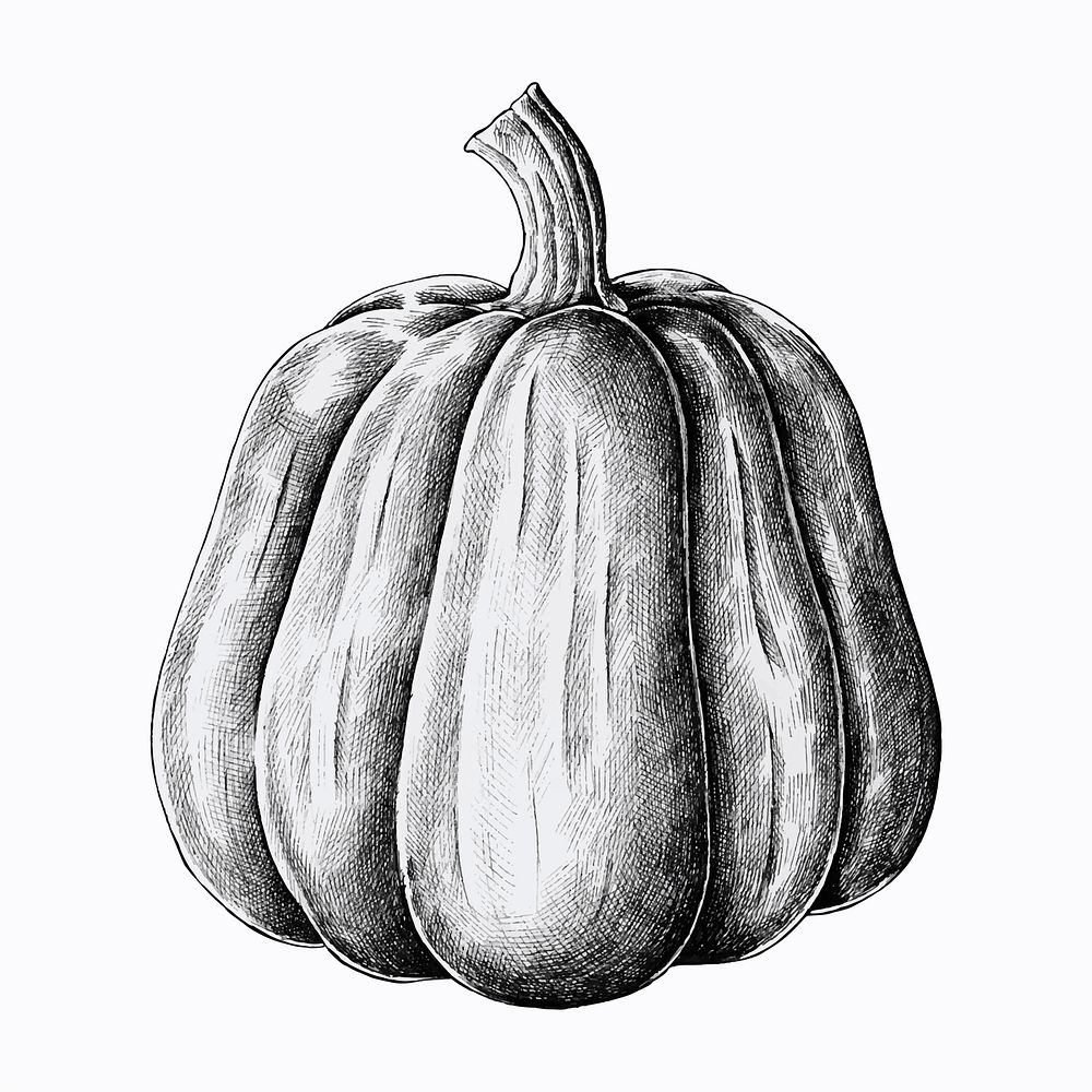 Hand drawn fresh pumpkin vector | Premium Vector Illustration - rawpixel