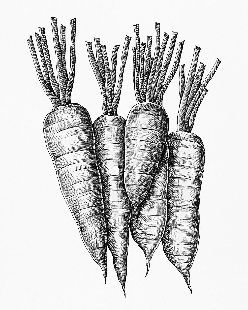 Five hand drawn fresh carrots