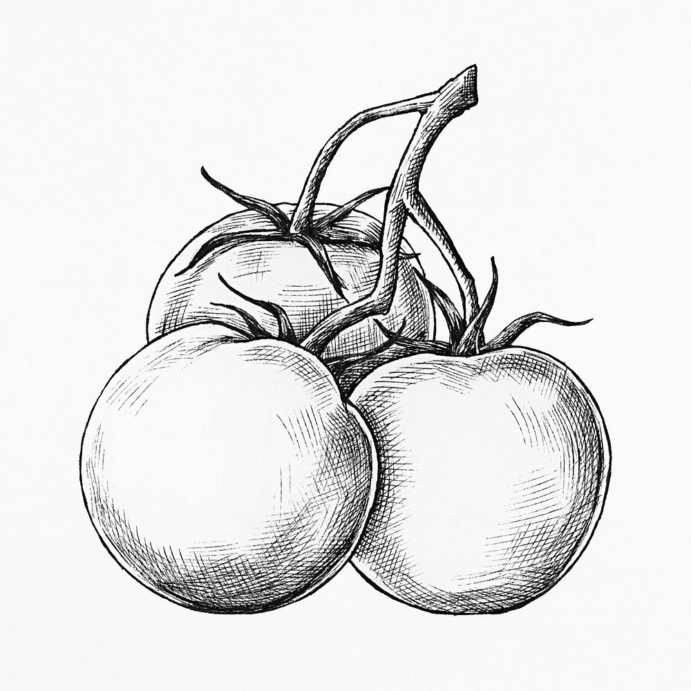Three hand drawn fresh tomatoes