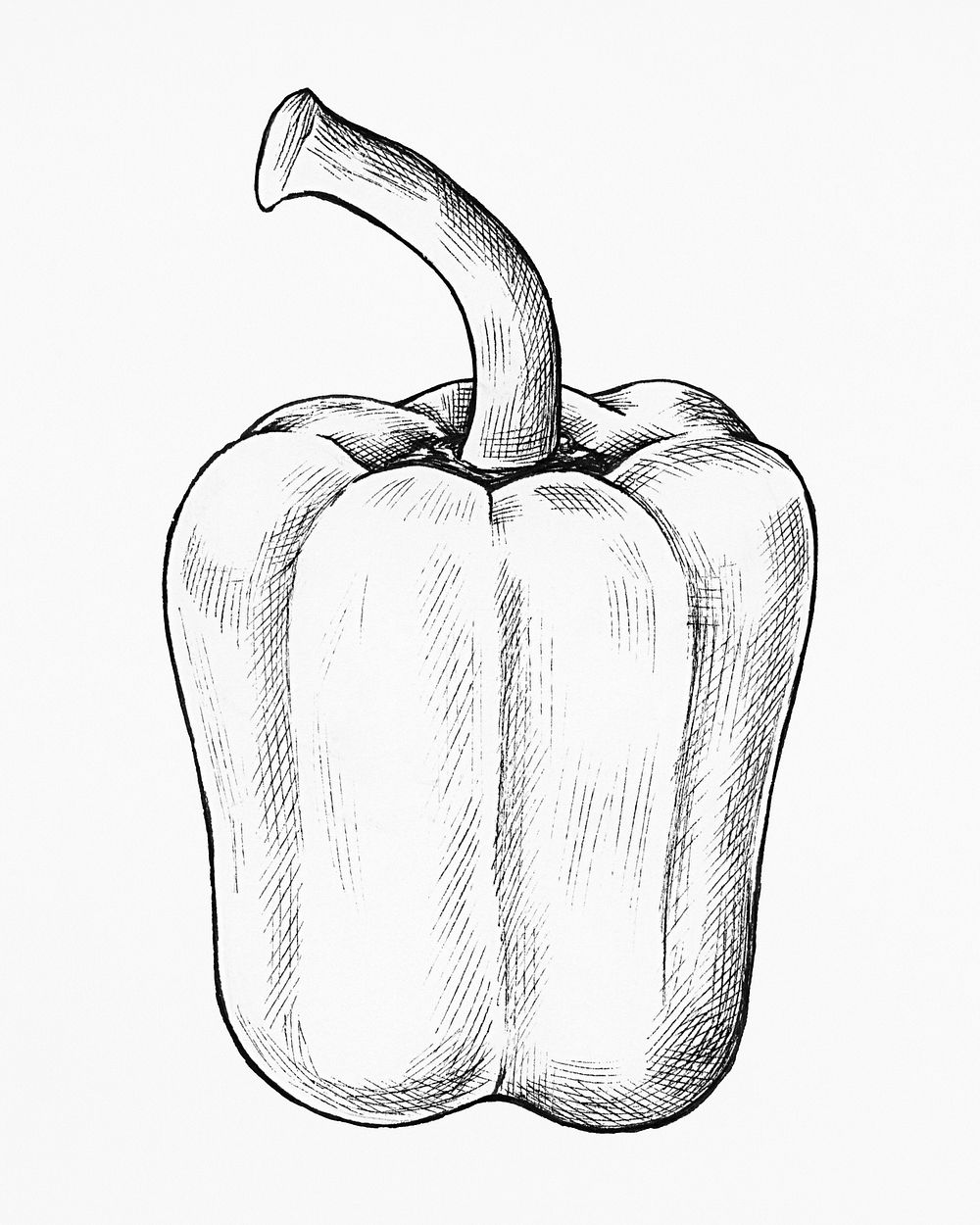 Hand drawn fresh bell pepper
