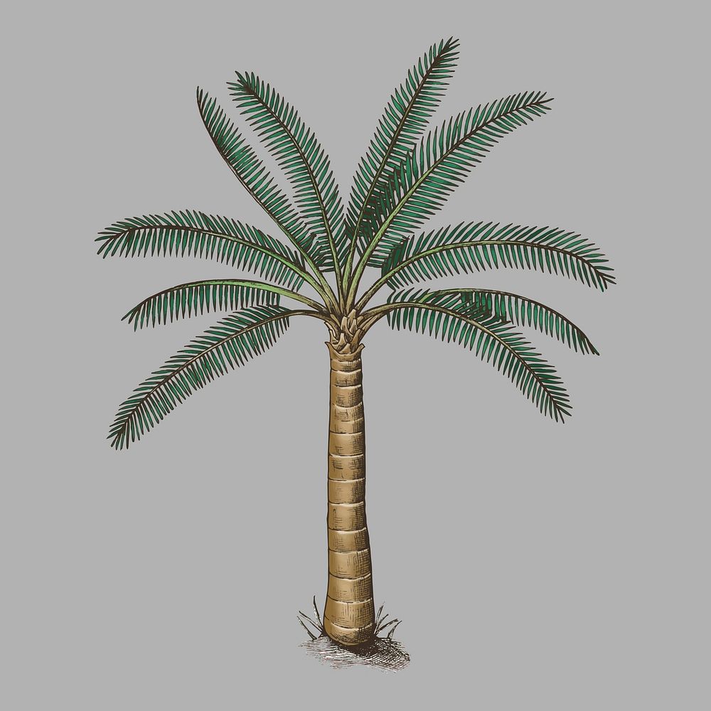 Palm tree on a gray background vector