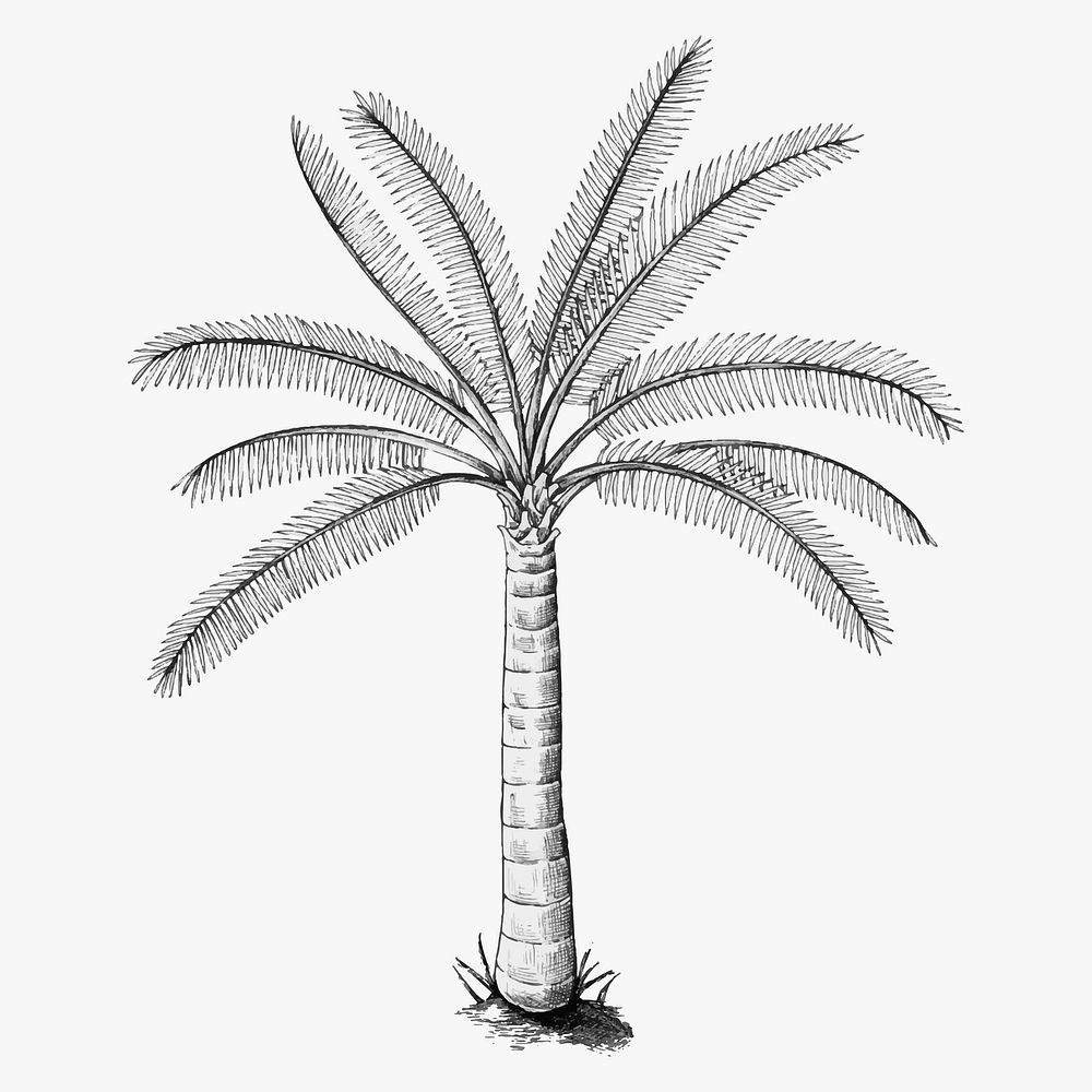 Hand drawn a palm tree vector