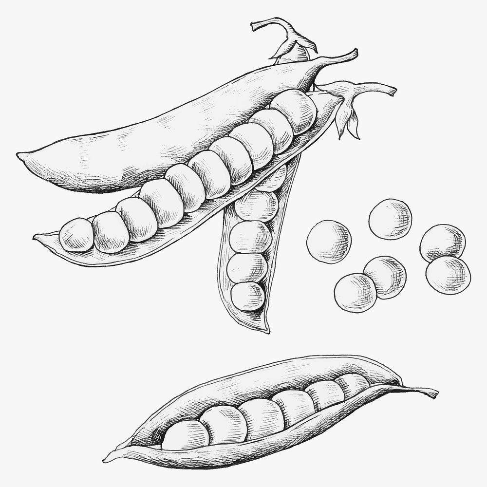 Hand drawn peas and pods vector