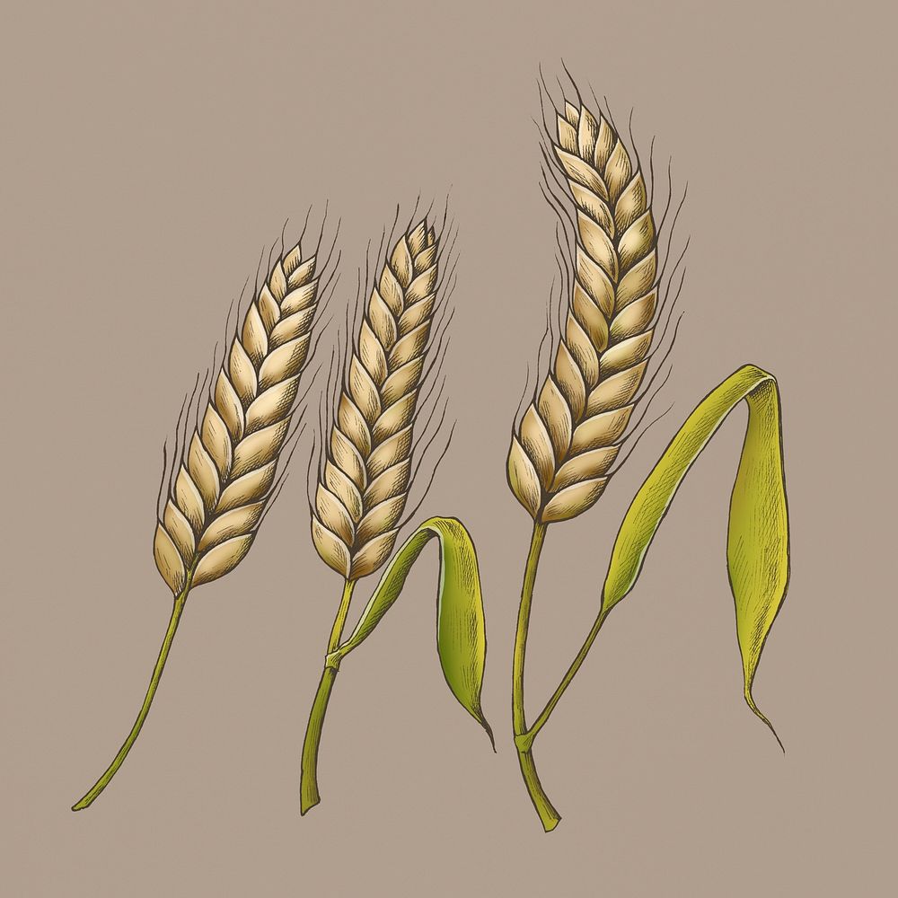 Vintage raw organic wheat ears