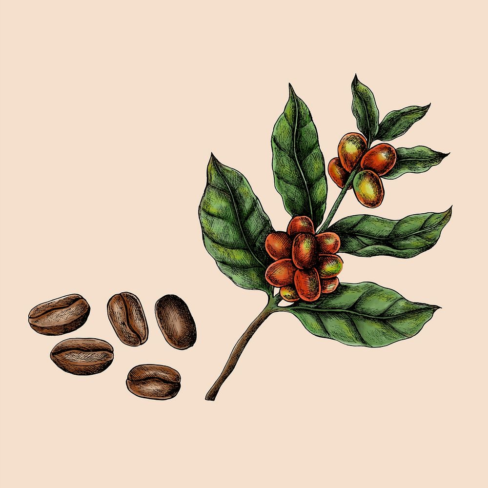 Hand drawn fresh coffee beans vector