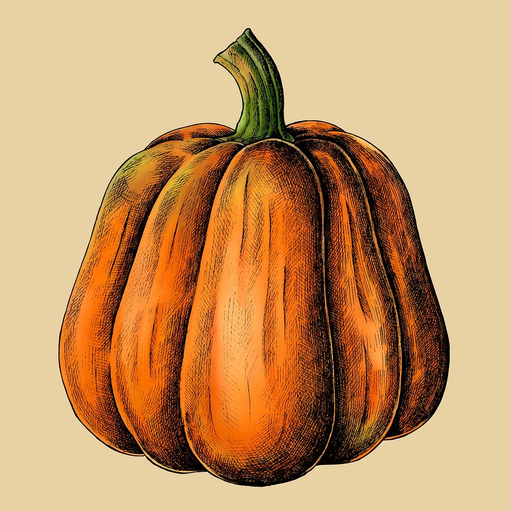 Fresh ripe pumpkin drawing vector