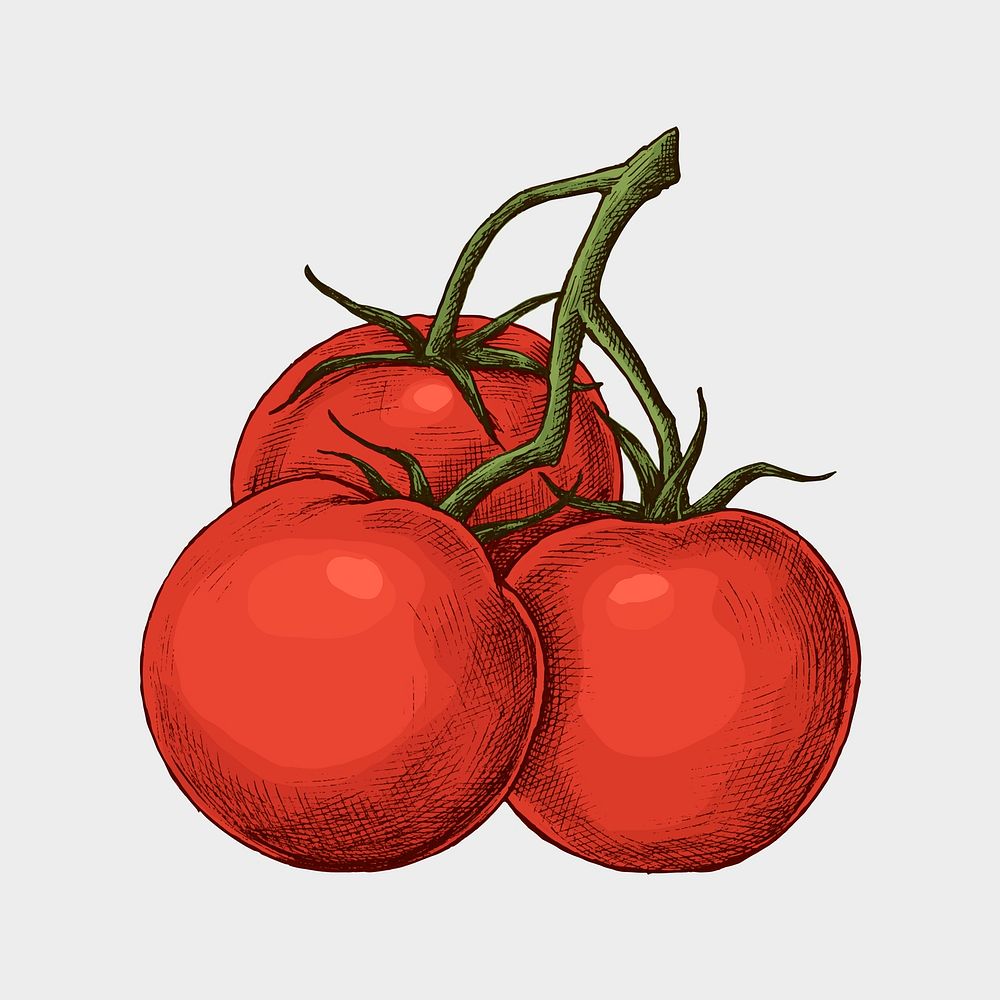 Fresh organic ripe tomato vector