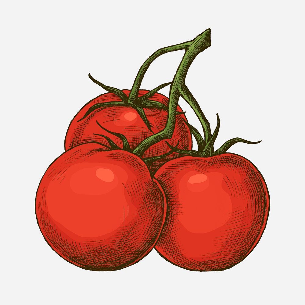 Fresh organic ripe tomato illustration