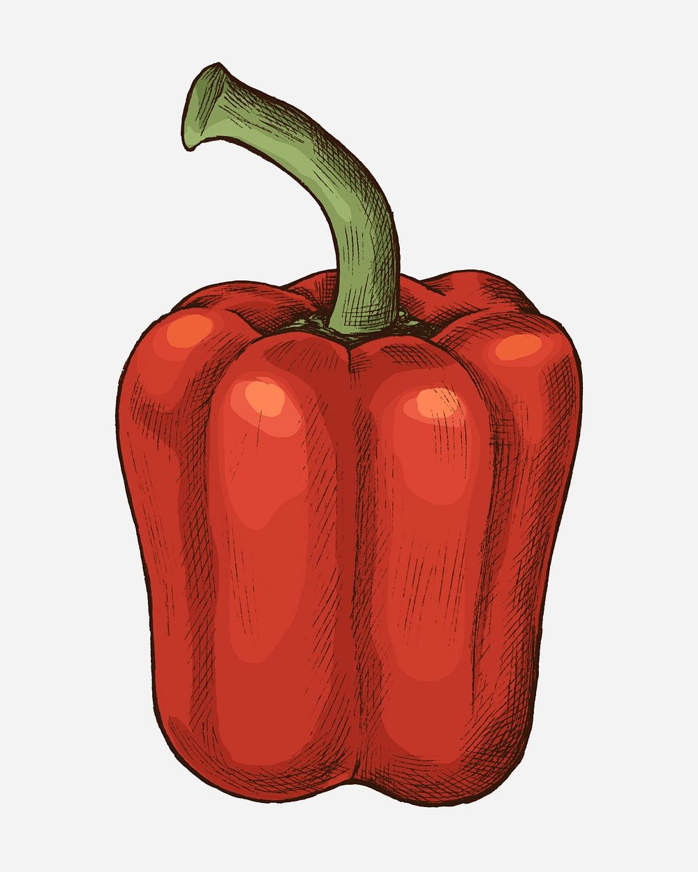 Fresh organic red bell pepper illustration