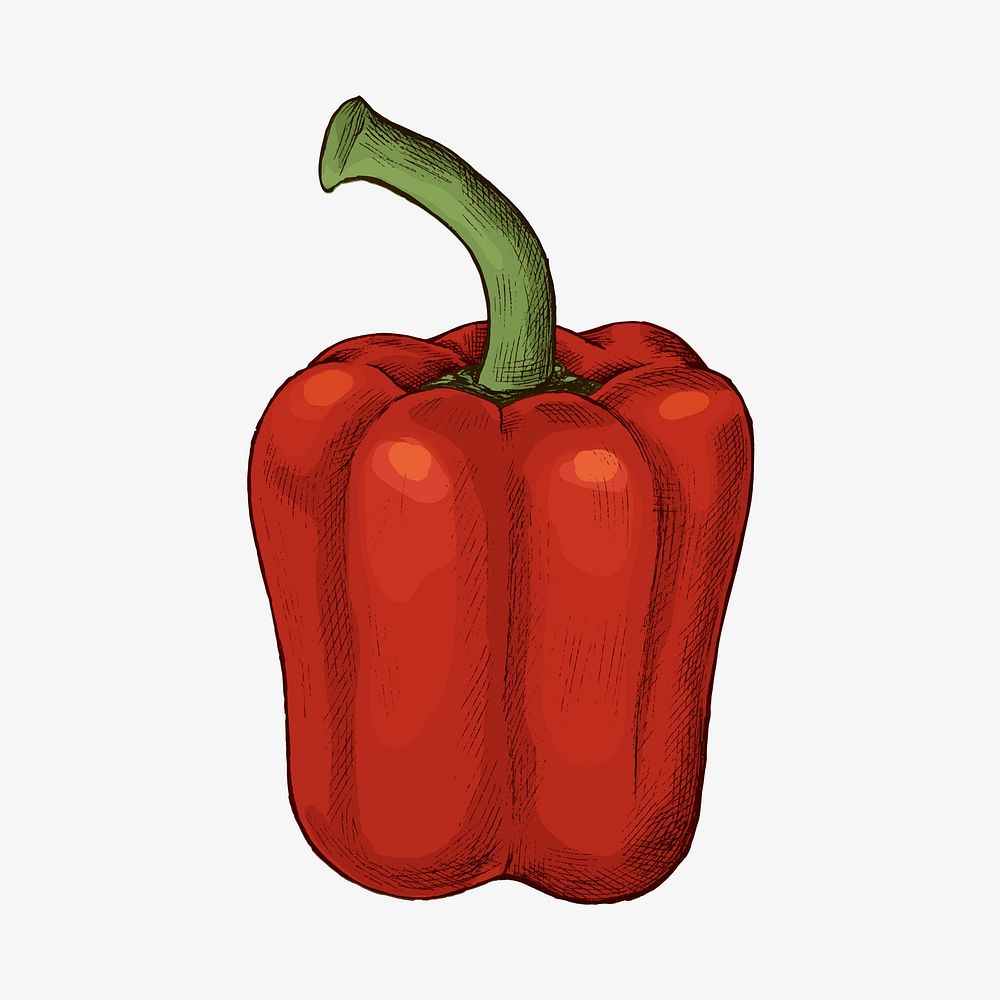 Fresh organic red bell pepper vector