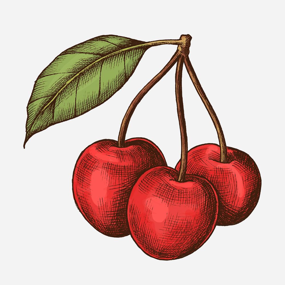 Red fresh ripe cherries illustration