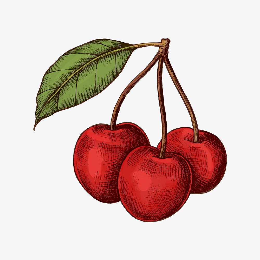 Red fresh ripe cherries vector