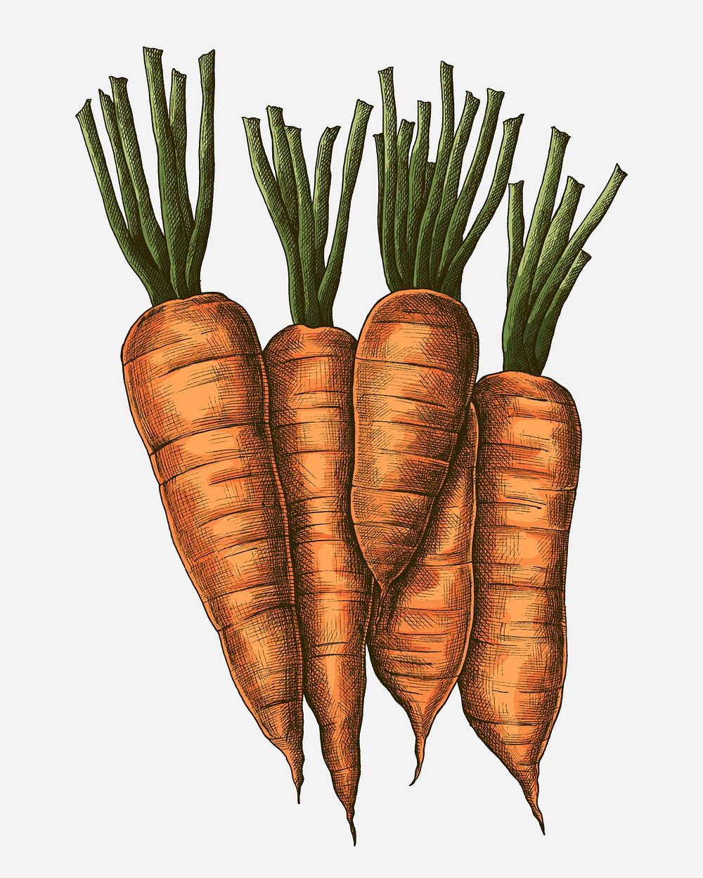 Fresh organic carrots drawing illustration