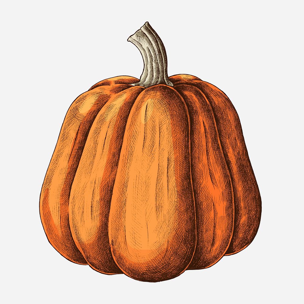Fresh ripe pumpkin drawing illustration