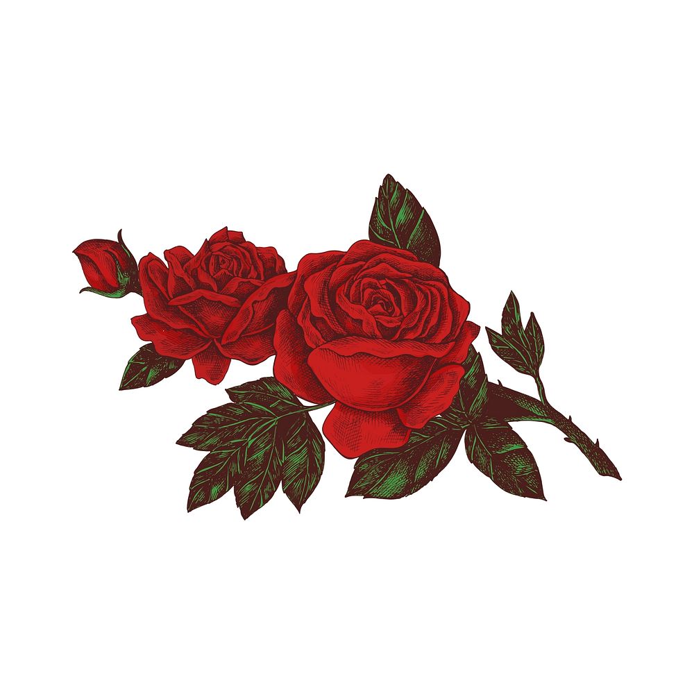Hand drawn red rose isolated on white background