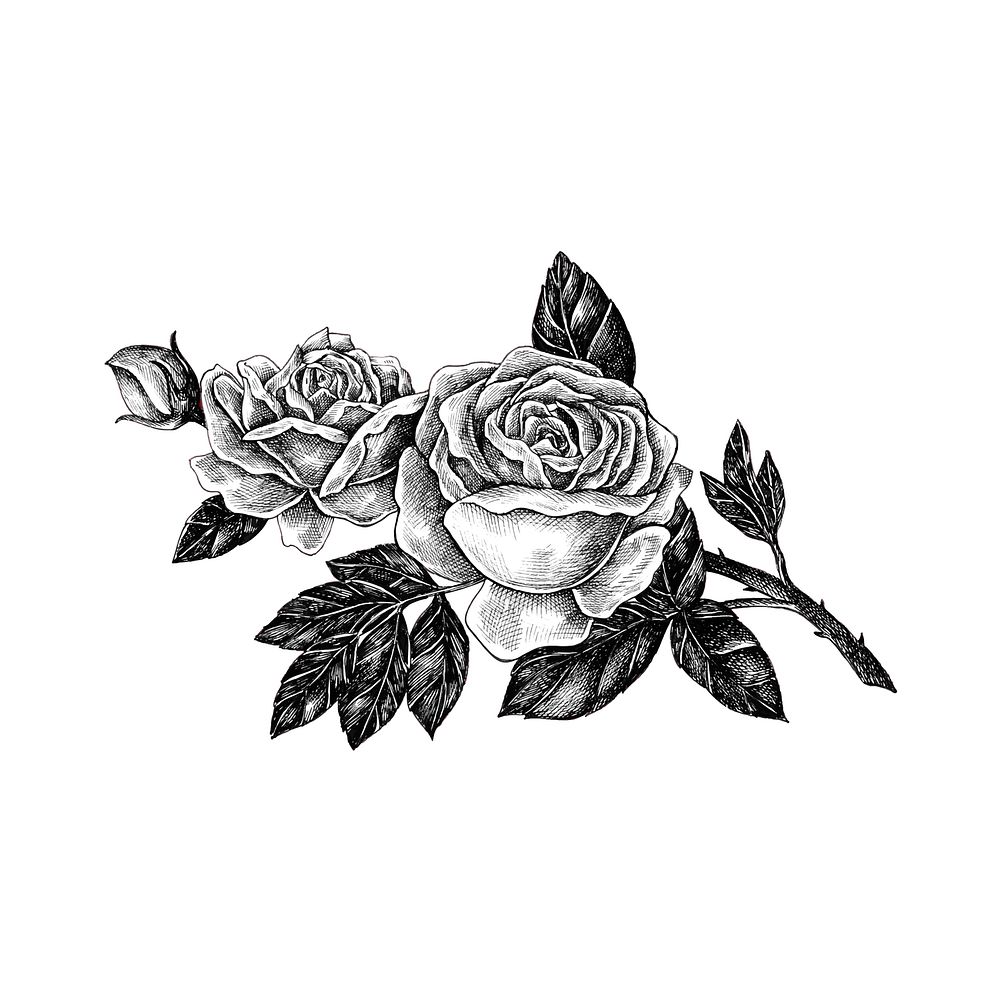 Hand drawn rose isolated on white background