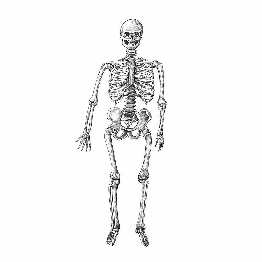 Hand drawn human skeleton