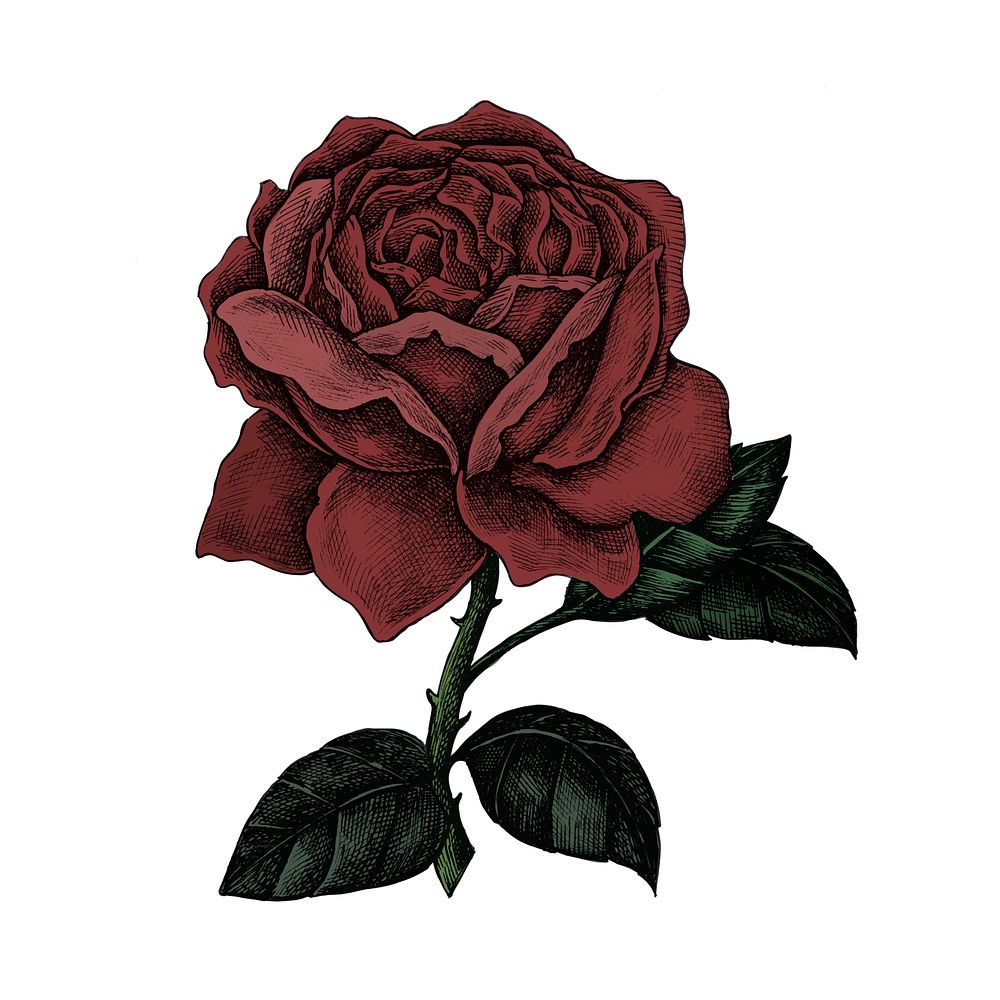 Hand drawn fresh red rose
