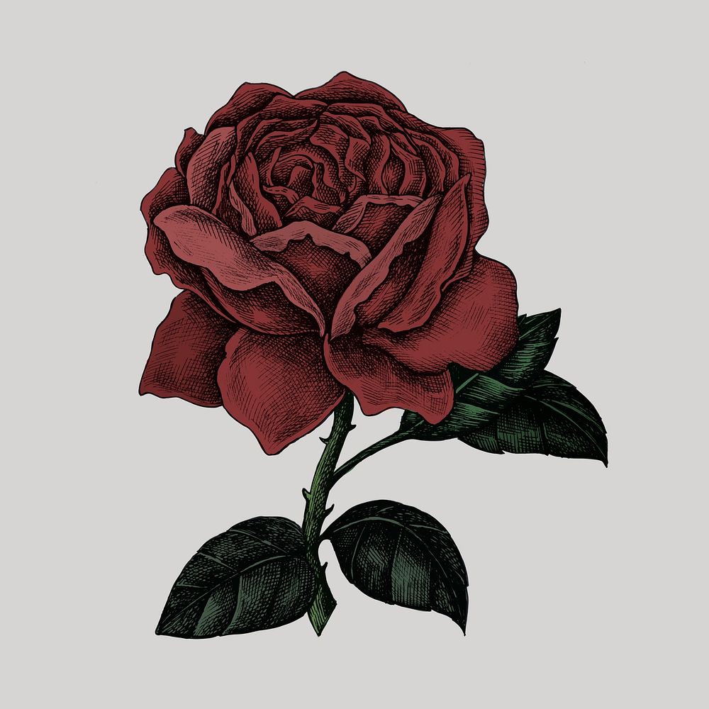 Hand drawn fresh red rose