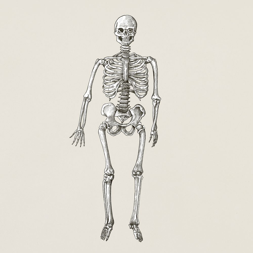 Hand drawn human skeleton isolated on background